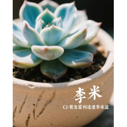 CJ-實生霍利達連李米盆