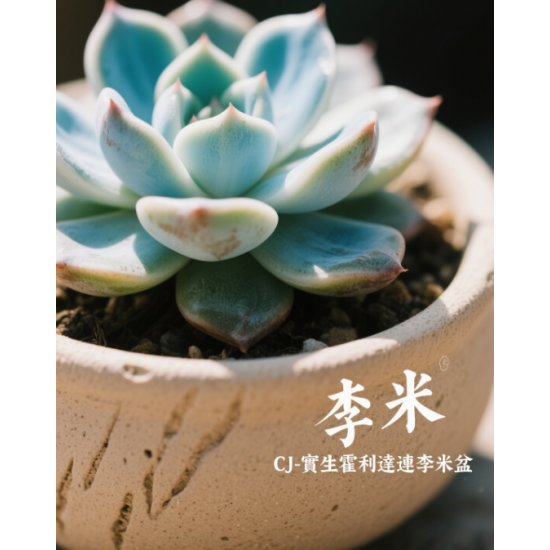 CJ-實生霍利達連李米盆