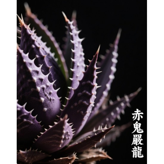 赤鬼嚴龍連DAN盆