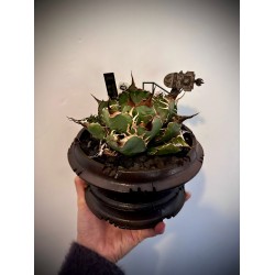 精靈連台灣Nashi盆