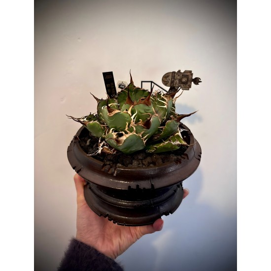 精靈連台灣Nashi盆